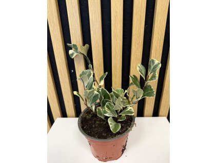 Ficus triangularis variegata