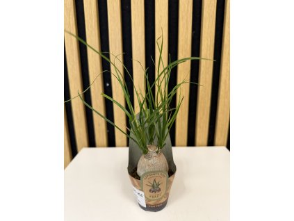 Beaucarnea recurvata