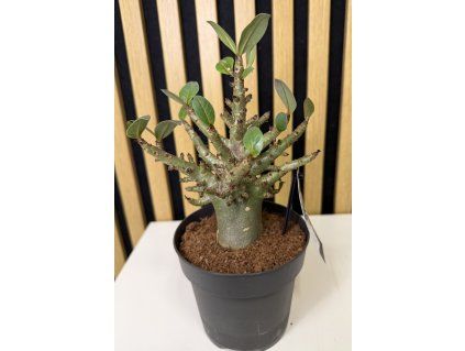 Adenium baobab