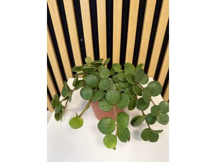 Peperomia tetraphylla hope