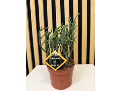 Crassula harmony green