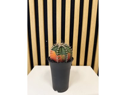 Gymnocactus mihanovichii variegata