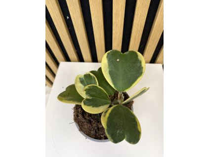 Hoya kerrii variegata