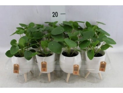 10ddd764 e824 4201 b5dd b98f82b46a1b