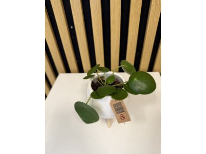 Pilea