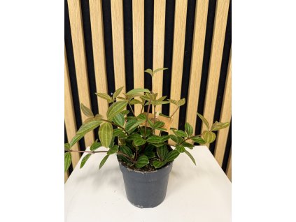 Peperomia angulata