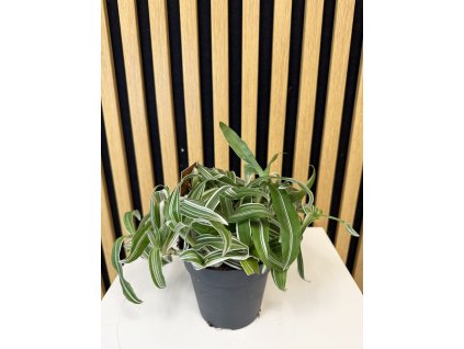 Murdannia oriformis bright