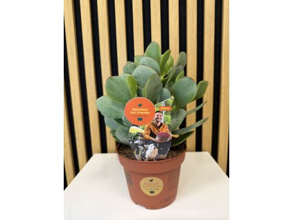 Crassula arborescens