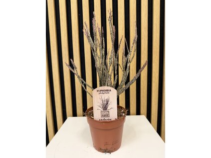 Euphorbia platyclada