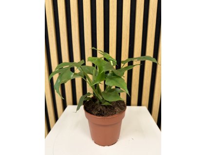 Rhaphidophora tetrasperma