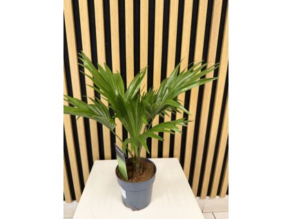 Livinstonia rotundifolia