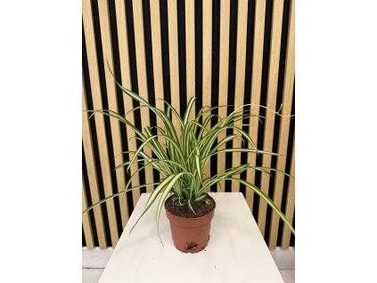 Chlorofitum atlantis