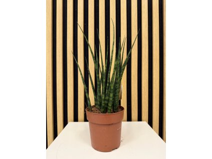 Sansevieria fernwood mikado