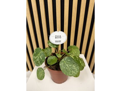 Pilea mojito