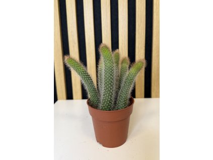 Hildewintera colademonis