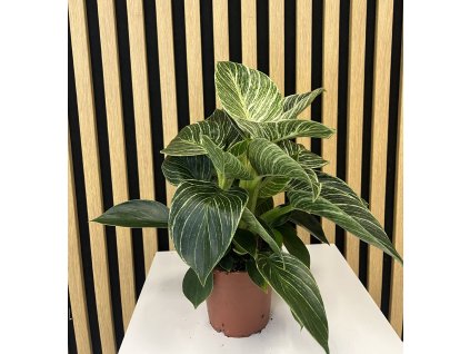 Philodendron white wave
