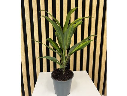 Cordyline kiwi