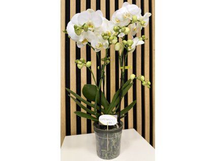 Phalenopsis beethoven