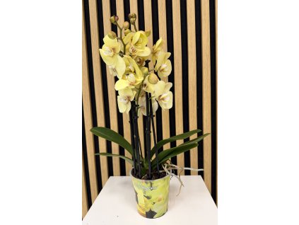 Phalenopsis anthura savona