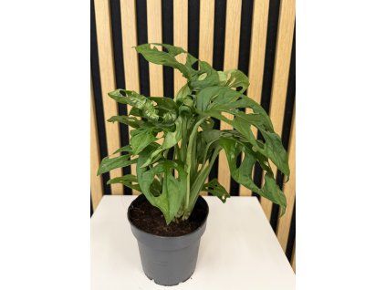 Monstera monkey mask