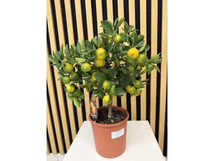 Citrus calamondem