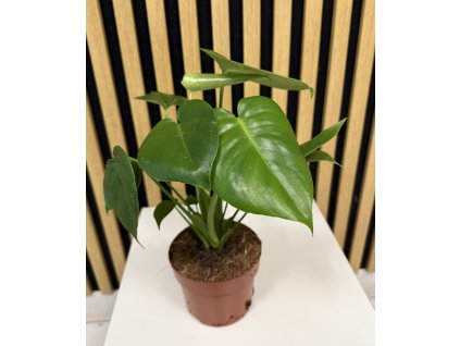 Monstera deliciosa