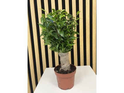 Ficus juta