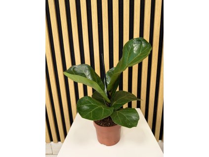 Ficus lyrata bambino