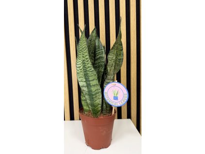 Sanseviera zeylanica