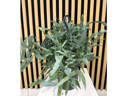 Phlebonium blue star