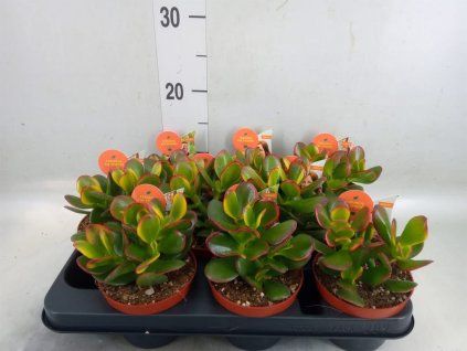 Crassula ovata sunset