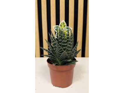 Aloe tiki tahi