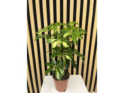 Schefflera