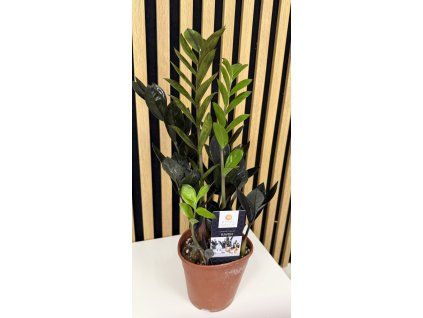 Zamioculcas dowon