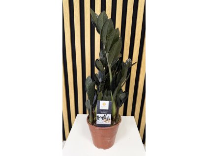 Zamioculcas raven