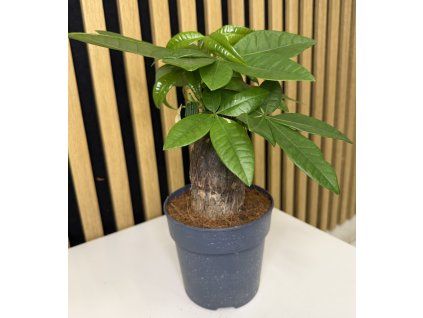 Pachira trunk