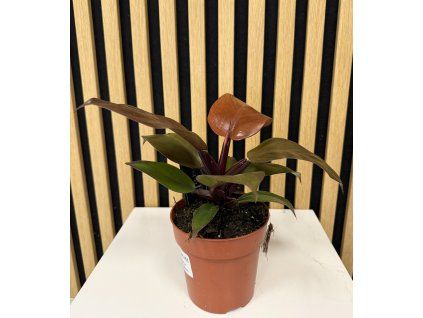 Philodendron mccolleys finale