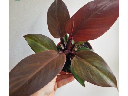 Snímek obrazovky 2026 02 06 183435