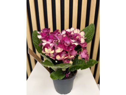Streptocarpus červený