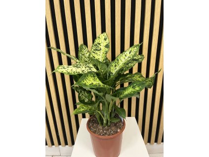 Dieffenbachia