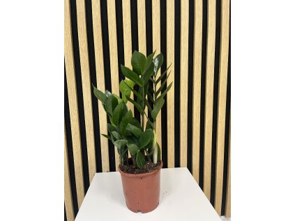 Zamioculcas zamiifolia