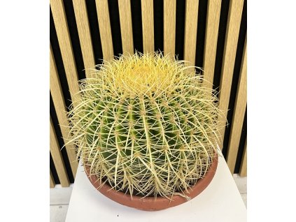 Echinocactus grusonii