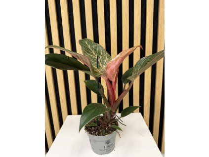 Philodendron pink birkin
