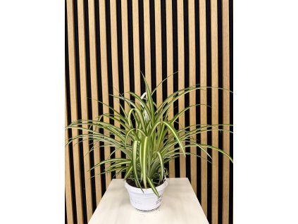 Chlorofitum variegata small swing