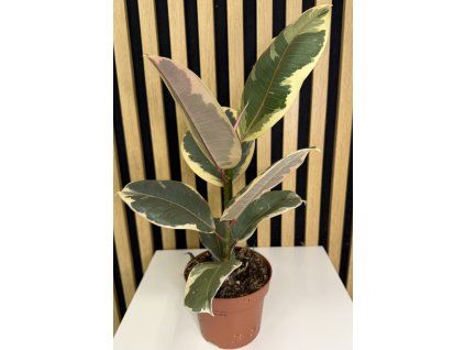 Ficus elastica