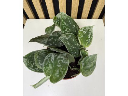 Scindapsus pictus