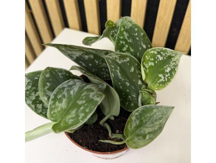 Scindapsus pictus