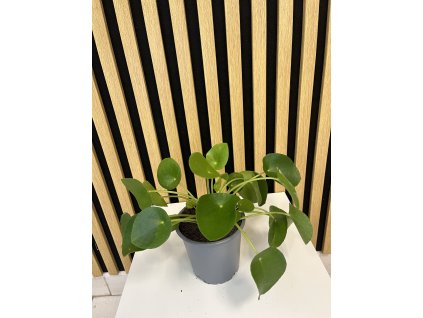 Pilea peperomoides