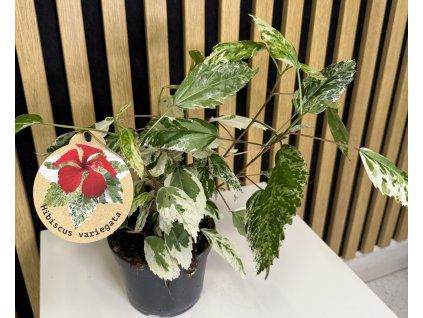 Hibiscus rosa sinensis variegata