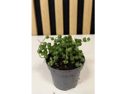 Senecio rowleyans